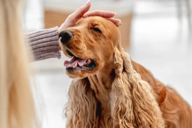 Gentle Grooming Mitt for Pets