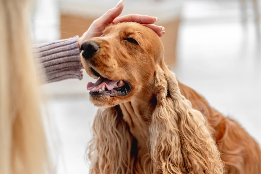 Gentle Grooming Mitt for Pets