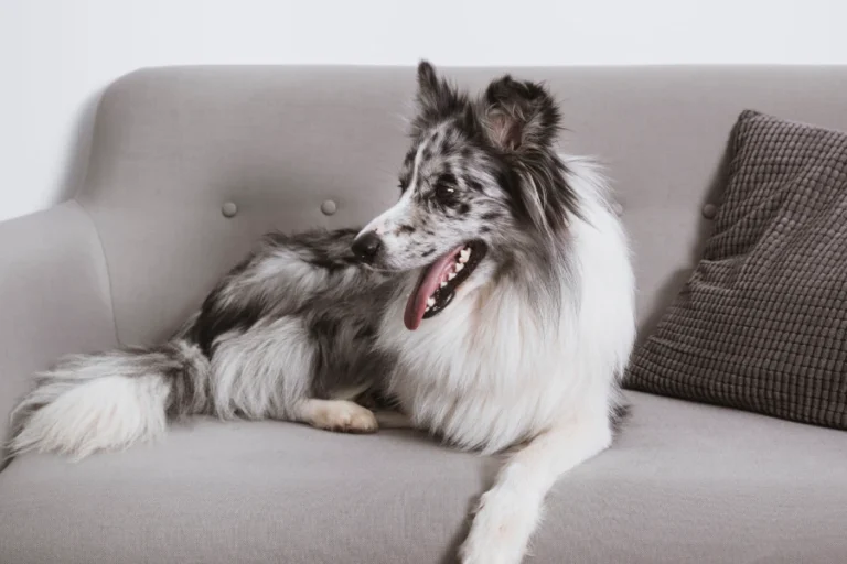 Gentle Grooming Mitt for Pets